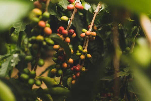 Comment organiser une visite des plantations de café en Colombie à petit prix?