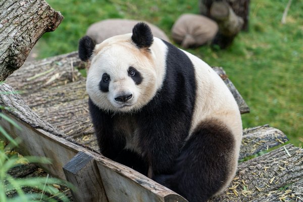 Quelle croisière permet de visiter les réserves de pandas en Chine?