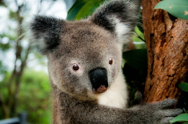 Quels sont les meilleurs spots pour observer les koalas en Australie?